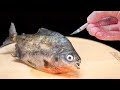 WHAT'S INSIDE THE PIRANHA? AUTOPSY DIED PIRANHA AND LOOK UNDER THE MICROSCOPE.