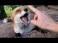 Morning fox talks ~ By Finnegan Fox and DixieDo fox