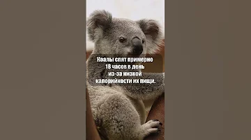 Коалы спят 18 часов в день #shorts