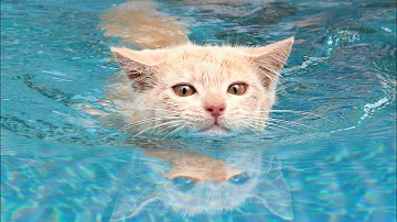 Est-ce que les chats peuvent nager ?
