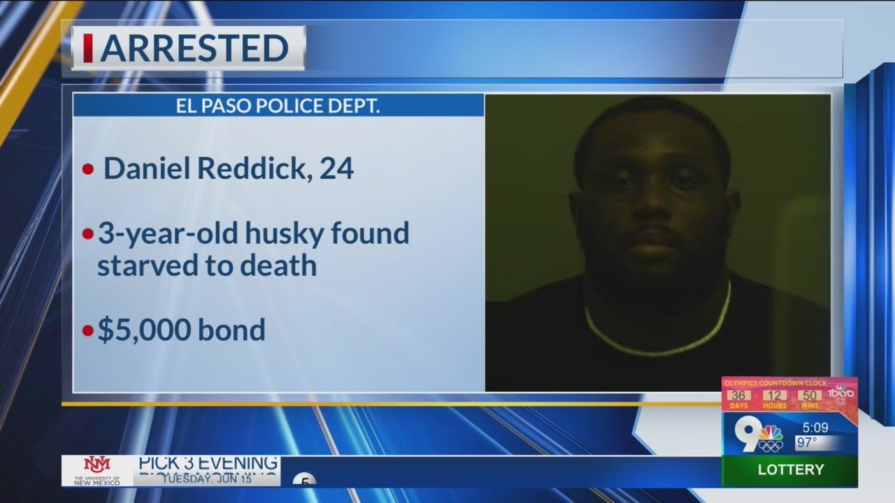 Dog owner arrested after leaving dog to starve to death