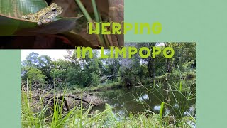 Herping in South Africa.frogs and more