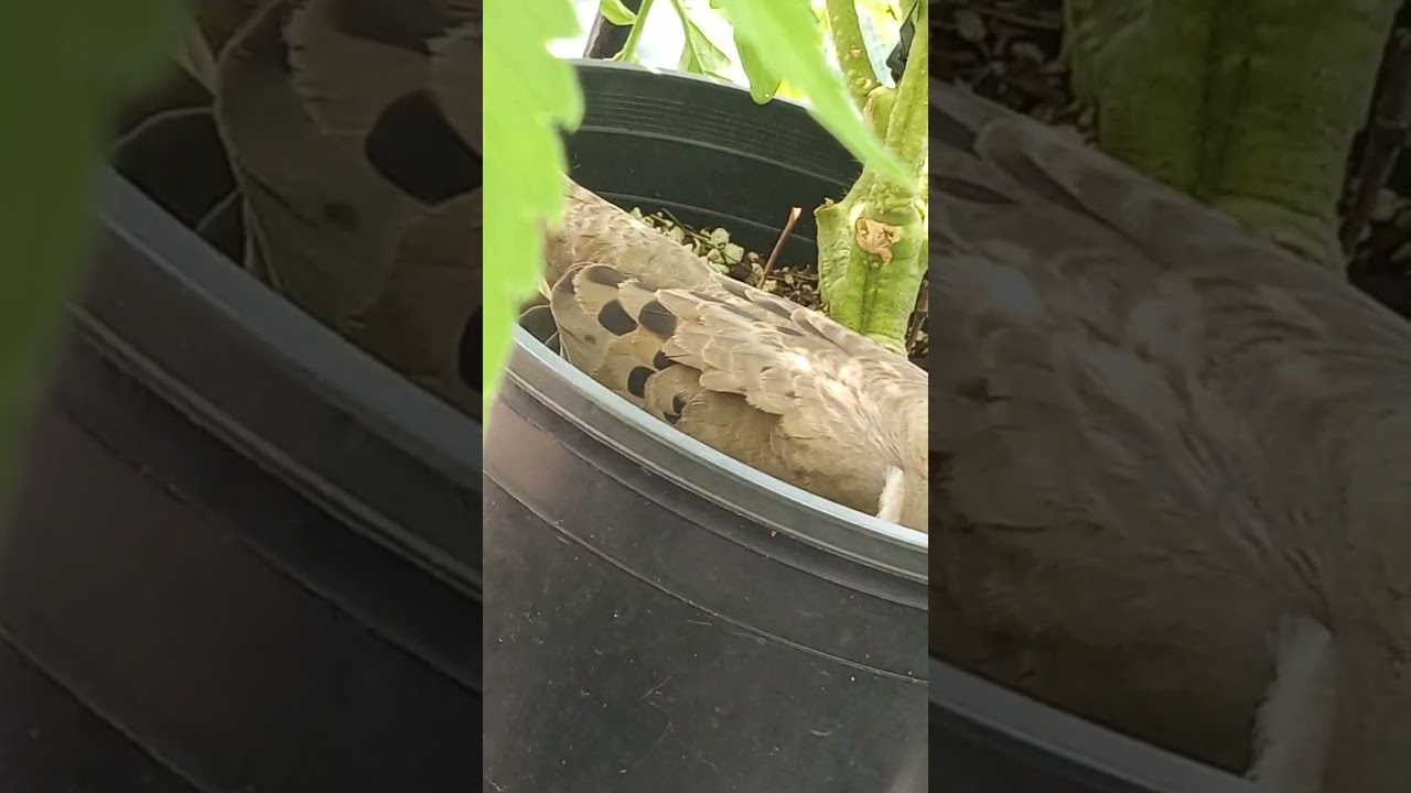 MIRACLE GRO, GENERAL HYDROPONICS, DOWN TO EARTH AND PRO MIX - tomato and cannabis grow EP 8