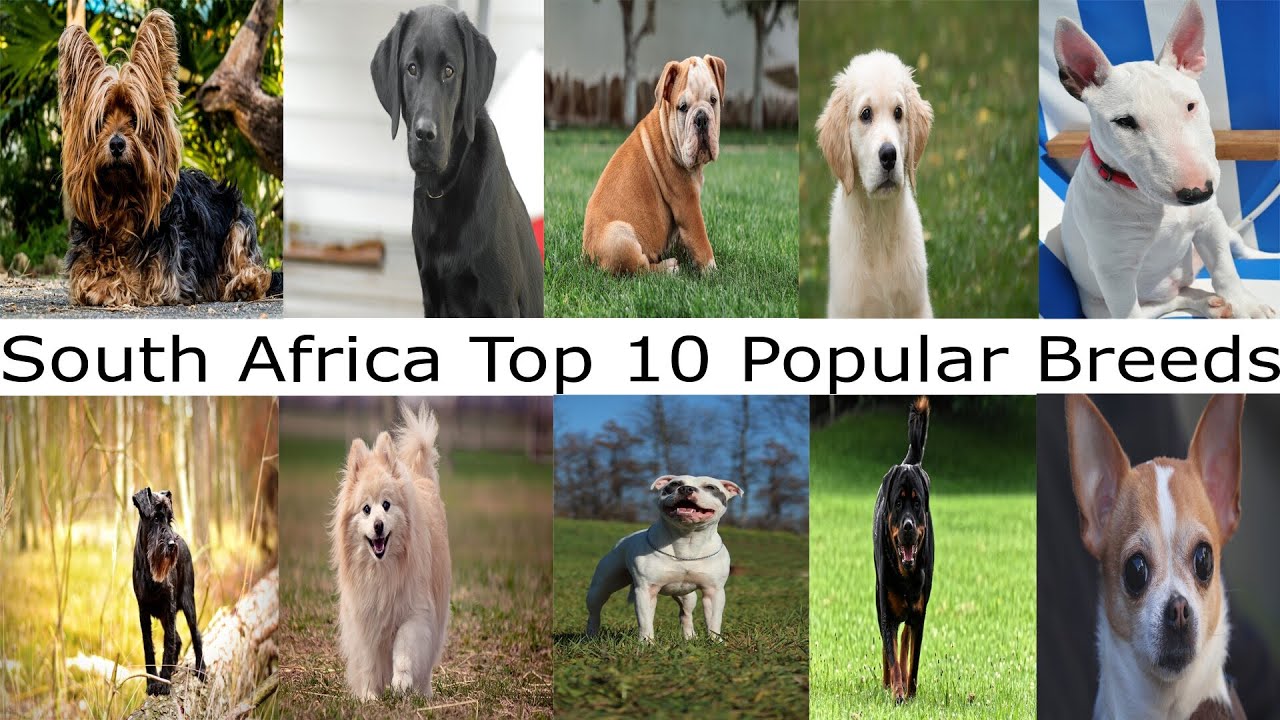 South African top 10 most popular breed dogs YouTube