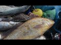 UNA PESCA SIN DESCANSO TE OFRECEN ESTOS PECES DE AGUA FRÍA