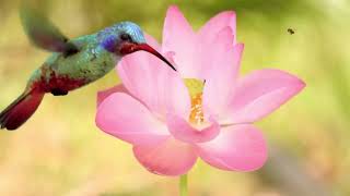 Peaceful Morning Nature Sounds | Birds Chirping and Calming Forest Ambience
