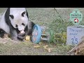 view Tian Tian&apos;s 25th Birthday Cake Breakfast digital asset number 1