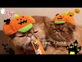 2018年冬募集ちゅ〜るCM 「Happy Halloween2018篇」(いなば食品グループ)