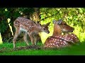 Beautiful fallow deer and their fawns