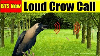 Crow call to attract crows/Crow calling other crows/crow sounds screenshot 4