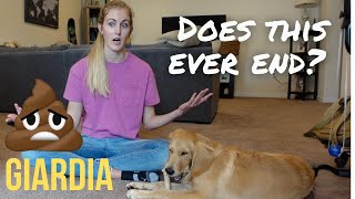 What To Expect After Giardia | Puppy Health Update