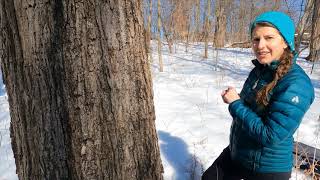 Maple Sugaring 2021