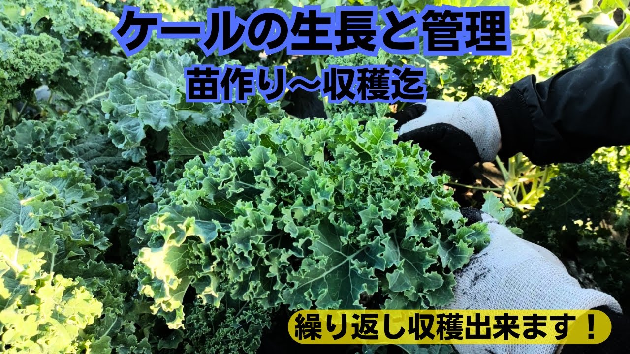 無農薬ケール苗5株 繰り返し収穫できます☆健康野菜で元気に☆ 繰り返し収穫出来る！ケールの生長と管理【育苗】【収穫】2023年9月4日