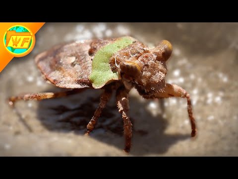 This Venomous Mud Monster Dances like an Idiot