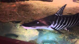 Power Tigrinus Cat 24 