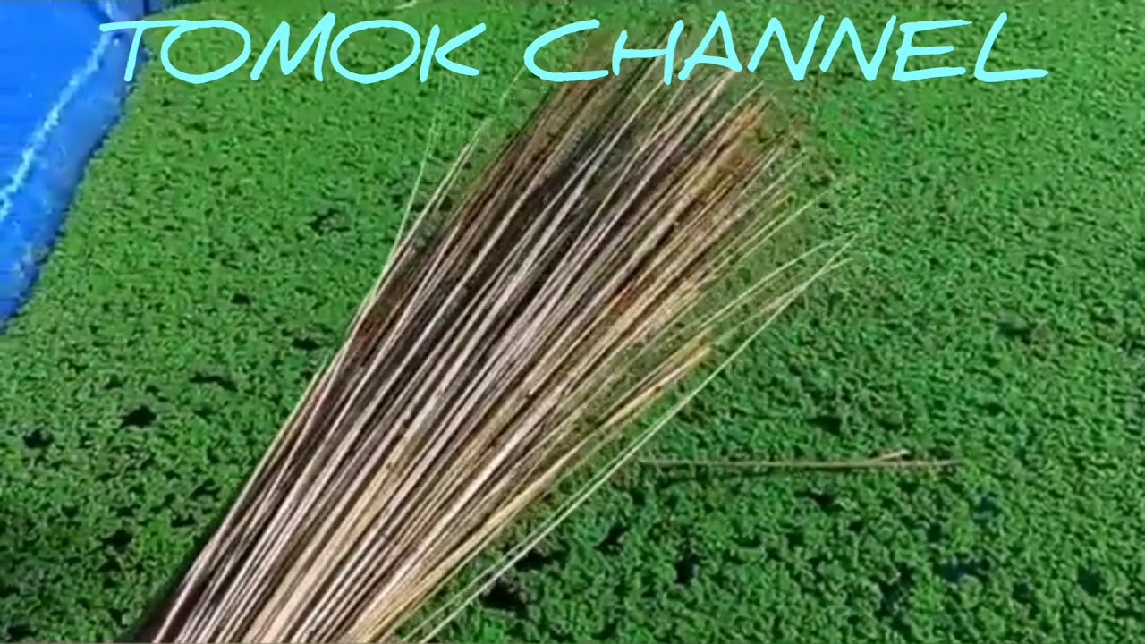 Cara budidaya azolla untuk pakan ayam kambing sapi 