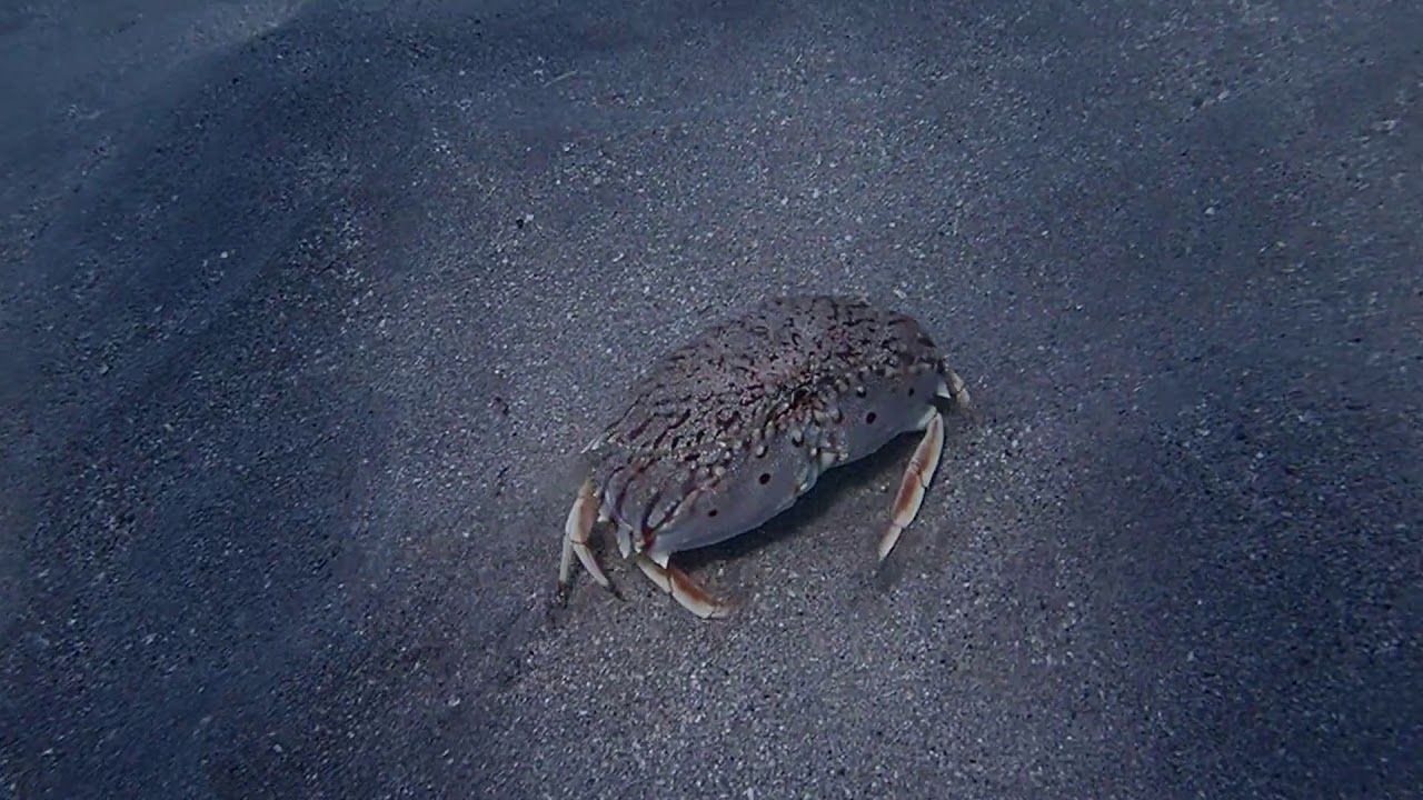 Calappa flammea (Herbst, 1794)