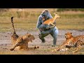 Amazing. Monkey Did This To Cheetah To Rescue Antelope - Baboon, Cheetah, Lion, Crocodile, Hippo