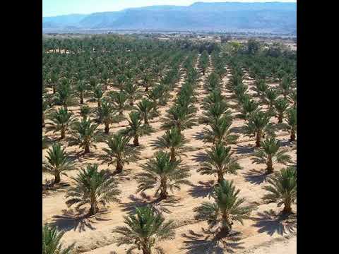 فيديو: النخيل الداخلي (46 صورة): التنبول وهاواي ، والعناية اللولبية والنباتات المنزلية الأخرى ، على غرار أشجار النخيل