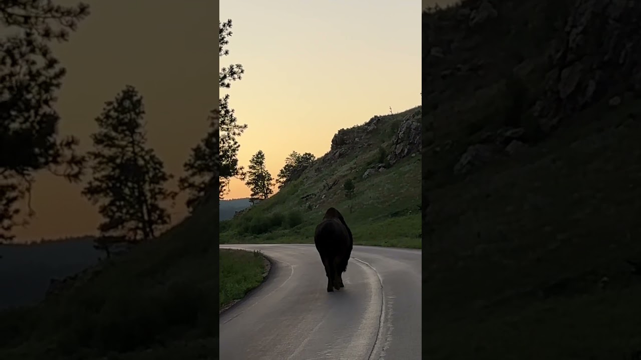 Where the Buffalo Roam, in the middle of the street. 