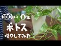 【観葉植物】100均ポトス増やし方！(オキシカルジュームも)