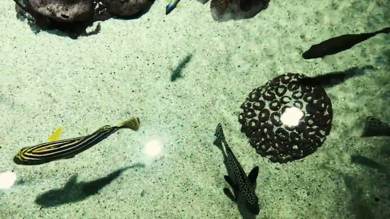 Океанариум Петербурга. Скалистое побережье