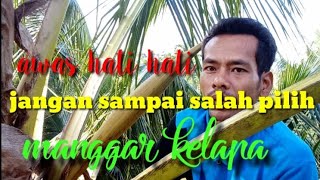 Tanda tanda nya manggar kelapa sudah siap untuk di bedhel || TUKANG NDERES PINGGIRAN ||