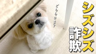 シーズー】飼い主を幸せにするシズシズ詐欺トリミング♪ www（他