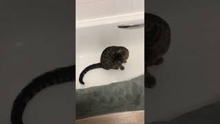 Cat Tries to Catch His Tail - 1498120