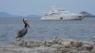 Birds of Mexico:  Vol.  13