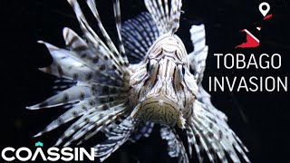COASSIN: Battling Lionfish in Trinidad and Tobago - Catch, Cook, and Conserve