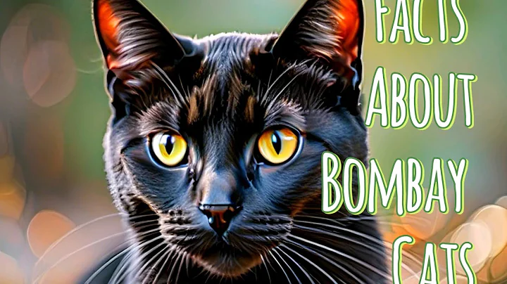Video 5519581: bombay cat facts