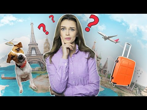 Видео: Отпуск собак TSA теперь может быть принят