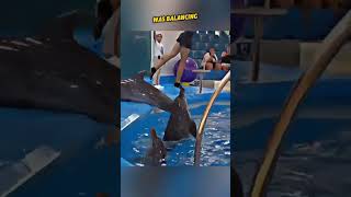 Girl Falls Off Dolphin But Shocks Everyone On Her Second Try