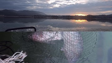 Cận cảnh cá rô phi thủy điện đa mi - và một số thông tin khi đi xe máy quốc lộ 55 - Câu Đài