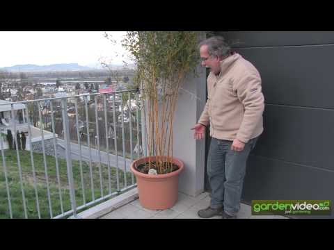 ვიდეო: შეიძლება phyllostachys aurea-ის გაშენება ქოთნებში?