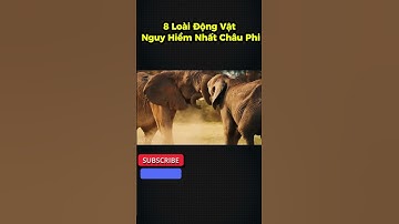 8 loài động vật nguy hiểm nhất châu phi #shorts