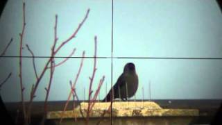 DIGISCOPING KAUWKE 75m