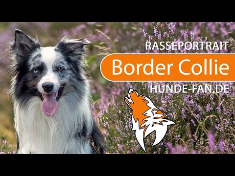 ► Border Collie [2021] Rasse, Aussehen &amp; Charakter