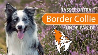 ► Border Collie [2021] History, Appearance, Temperament, Training, Exercise, Care & Health