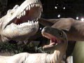 Albertosaurus at the Royal Tyrrell Museum in Drumheller