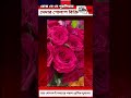 রোজ ডে-তে পুরুলিয়ায় রঙবাহারি গোলাপ #puruliamirror #roseday #purulia