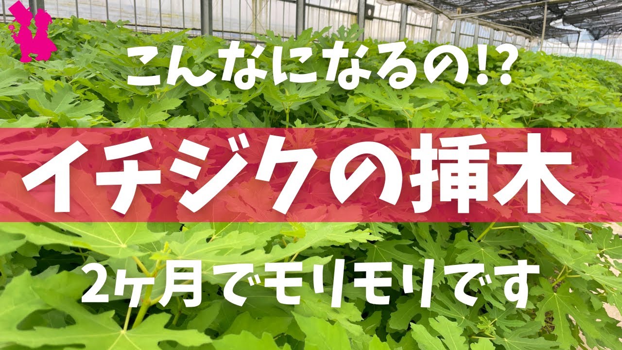 【イチジク】挿木を鉢に植えてから2か月後にはこうなった