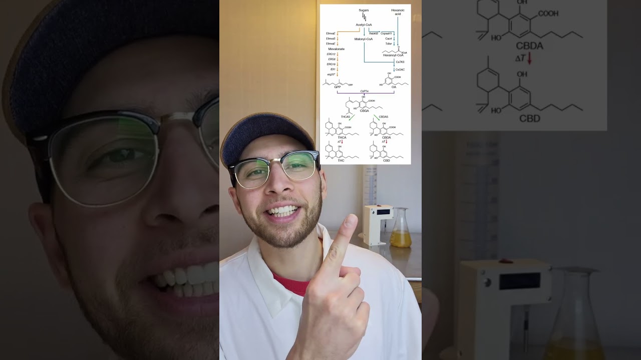 The Future of Cannabis Production?? 