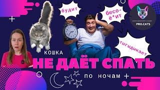 Кошка НЕ ДАЁТ СПАТЬ НОЧЬЮ | Ночной тыгыдык | Кот мешает спать и будит рано утром