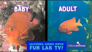 Famous California Science Center Fun Lab TV (Episode 5) Profile