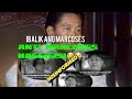 The regrets of antimarcos they want to return of marcos family