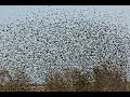 Crossword Clue Eurasian Blackbird