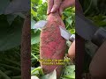 #garden #gardening #pant #farm #plants #farmlife #farming #agricultur    55043a