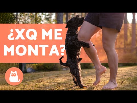 Video: ¿Por qué mi perro no mira a otros perros?